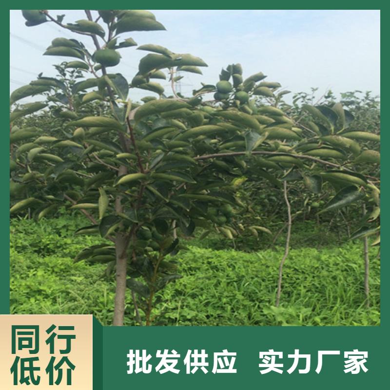 柿子桃树苗产品细节