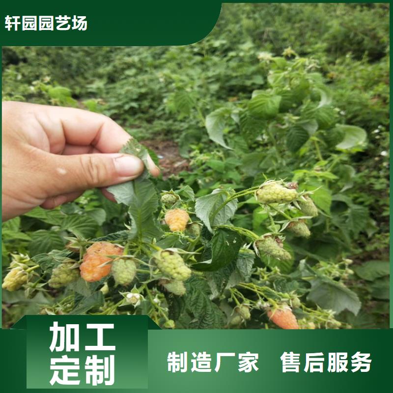 当年结果树莓苗适合种植地区/轩园园艺场