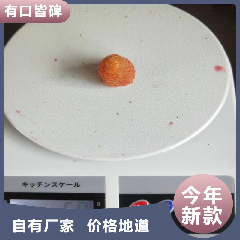 树莓_无花果苗价格公道合理