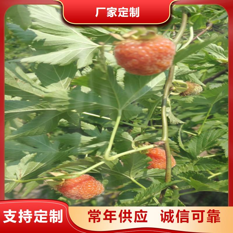 树莓花椒苗型号齐全