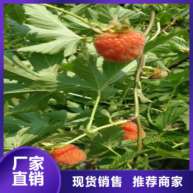 树莓_梨树苗源厂直接供货