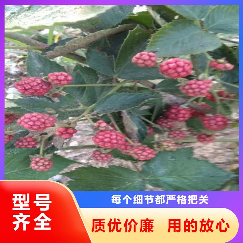 树莓无花果苗匠心工艺