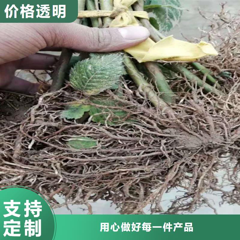 树莓无花果苗大库存无缺货危机