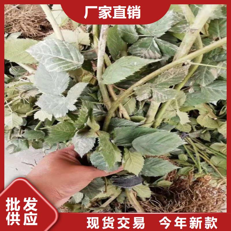 树莓苹果苗库存齐全厂家直供