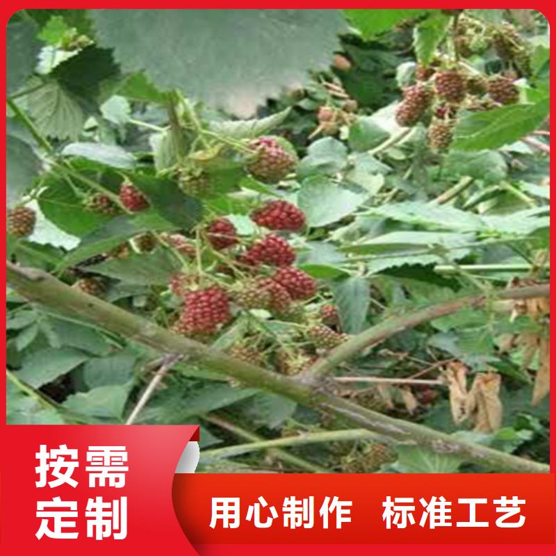 双季黑树莓苗种植管理技术