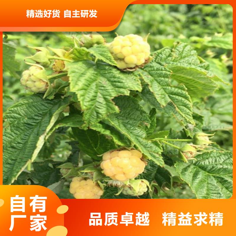 树莓花椒苗型号齐全