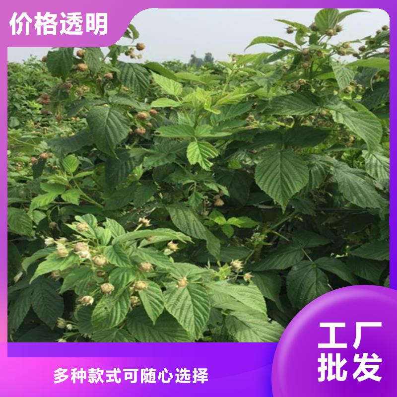 树莓桃树苗应用范围广泛