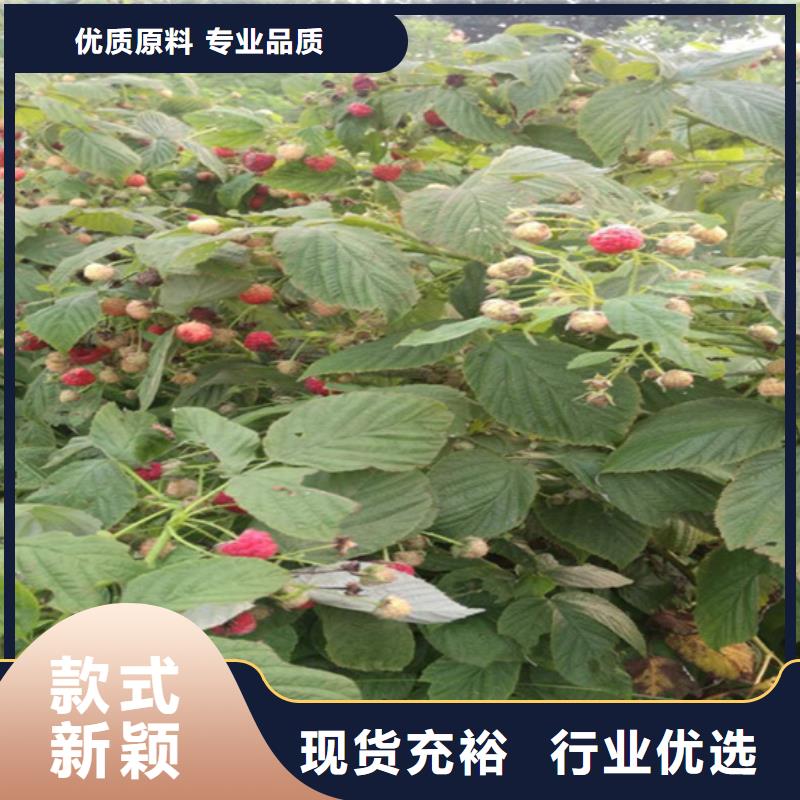 树莓桃树苗应用范围广泛