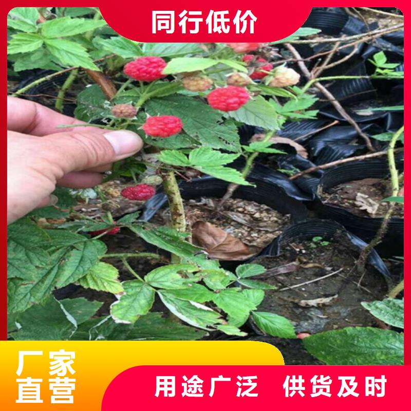 当年结果树莓苗适合种植地区/轩园园艺场