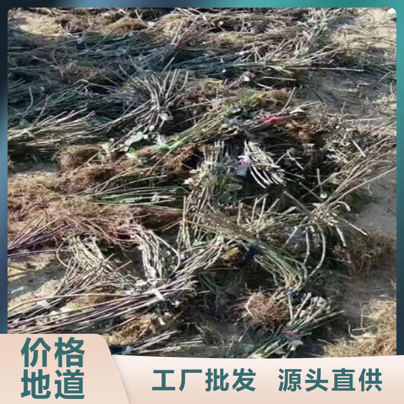 树莓_无花果苗价格公道合理