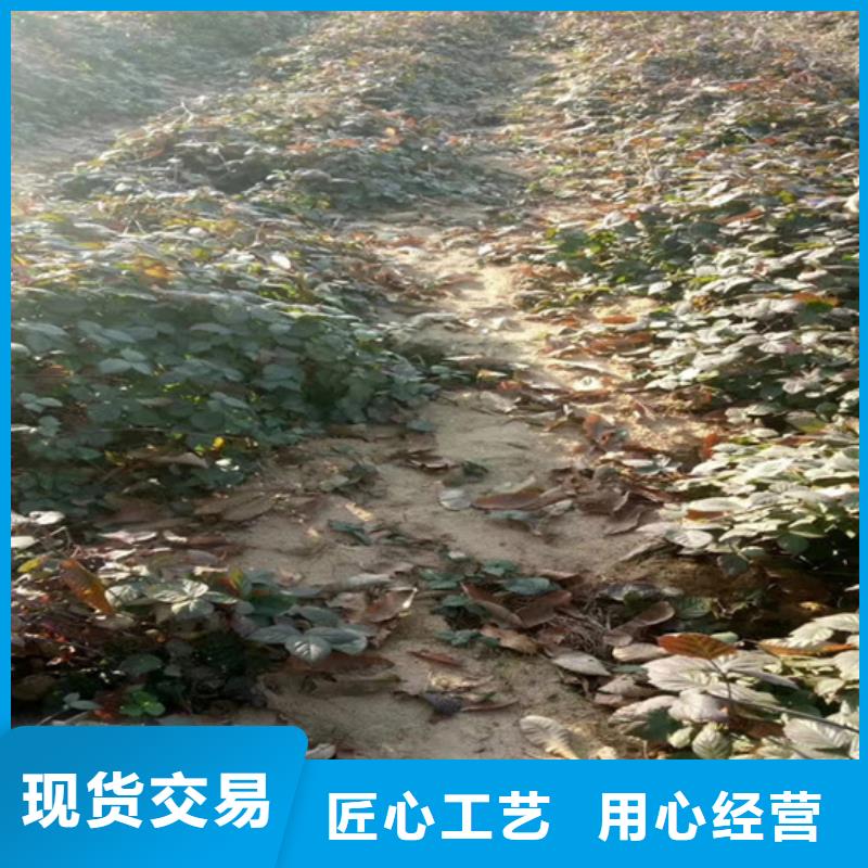 【树莓】梨树苗海量现货直销