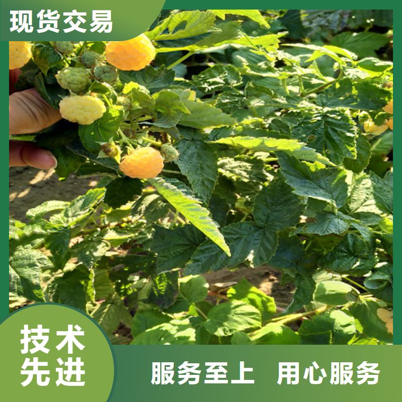 当年结果树莓苗适合种植地区/轩园园艺场