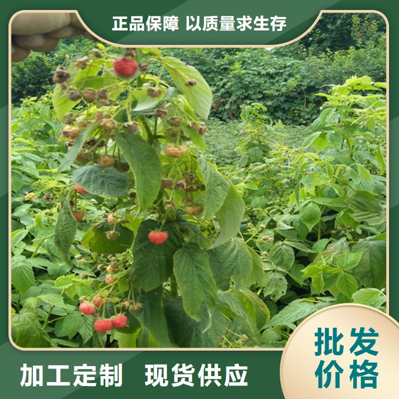 当年结果树莓苗适合种植地区/轩园园艺场