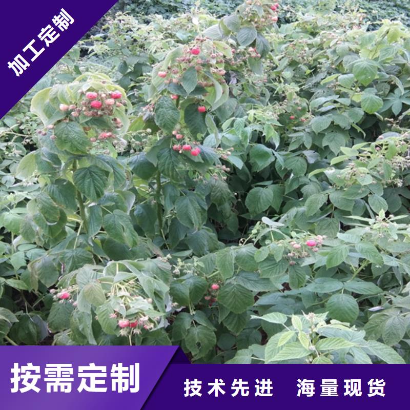 树莓桃树苗应用范围广泛