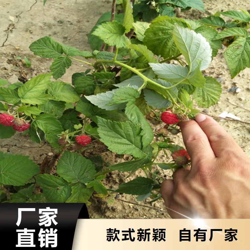 双季树莓苗种植管理技术