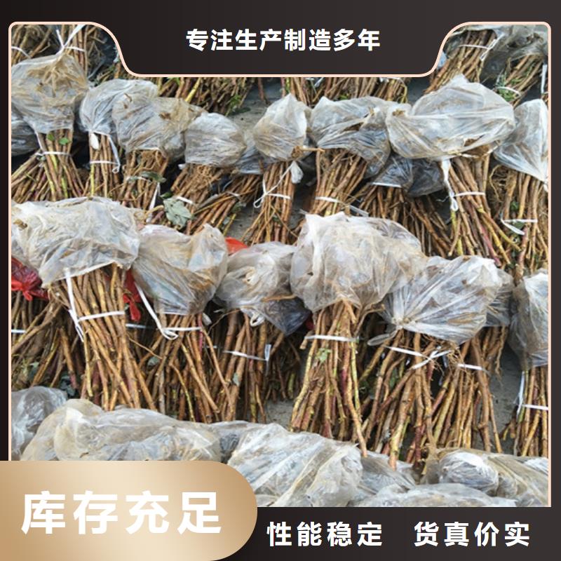 树莓西瓜苗用好材做好产品