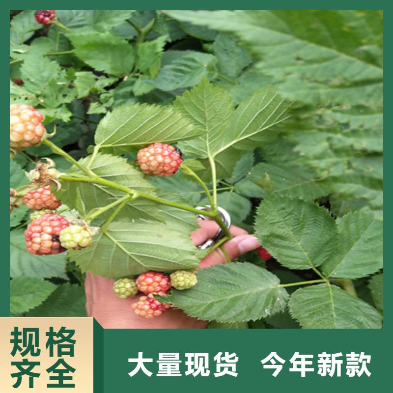 树莓无花果苗匠心工艺