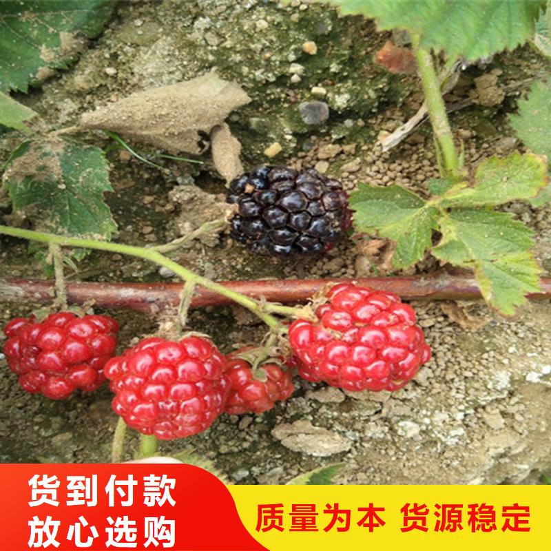 树莓无花果苗大库存无缺货危机