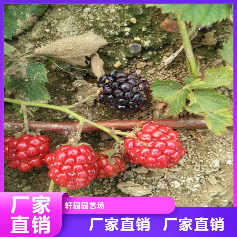 树莓苹果苗货源直供