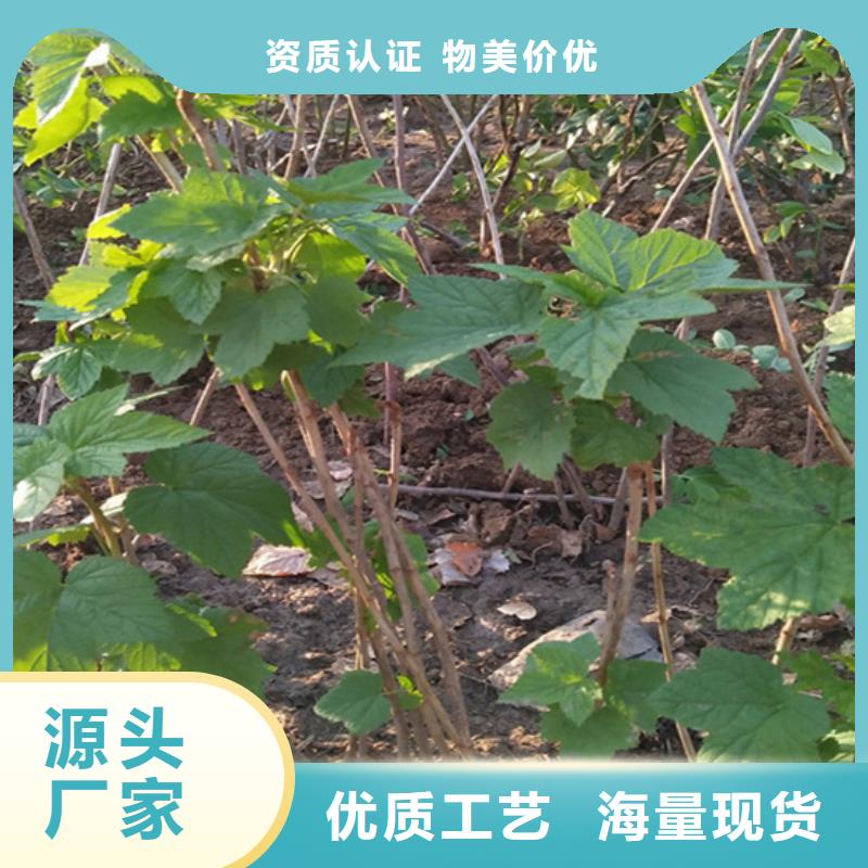 树莓无花果苗大库存无缺货危机