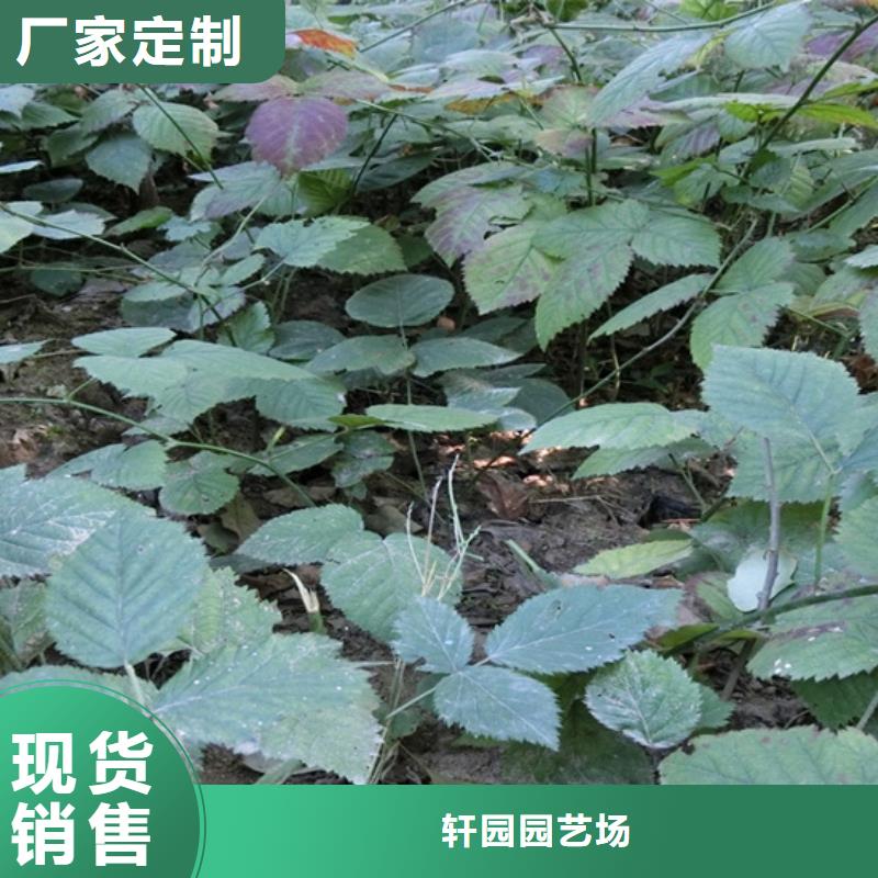 【树莓-梨树苗厂家直销规格多样】