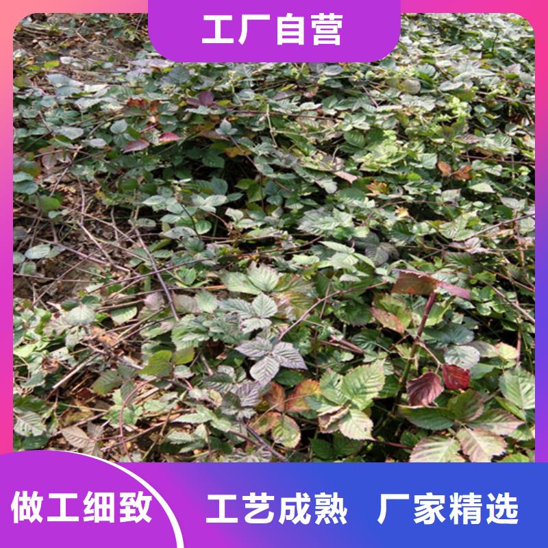 【树莓】梨树苗海量现货直销