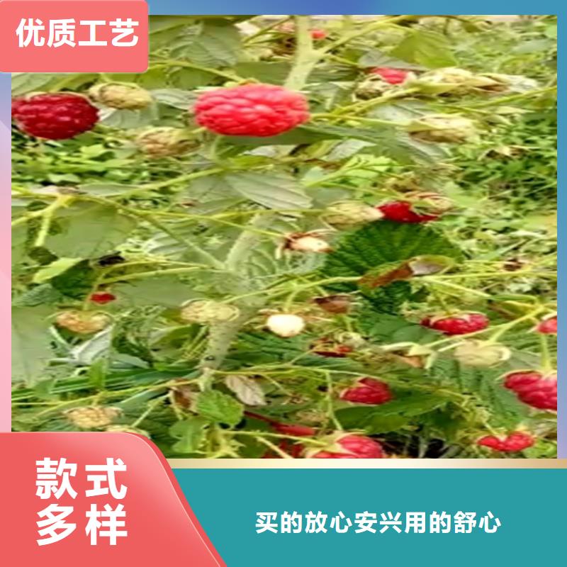 双季红树莓苗大棚种植/轩园园艺场