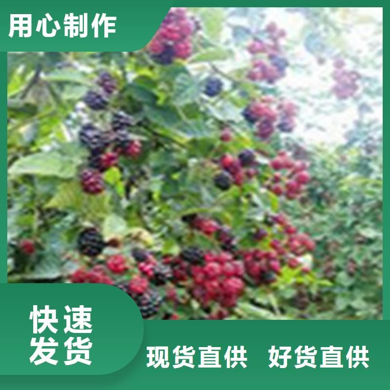 【树莓】蓝莓苗厂家直销值得选择