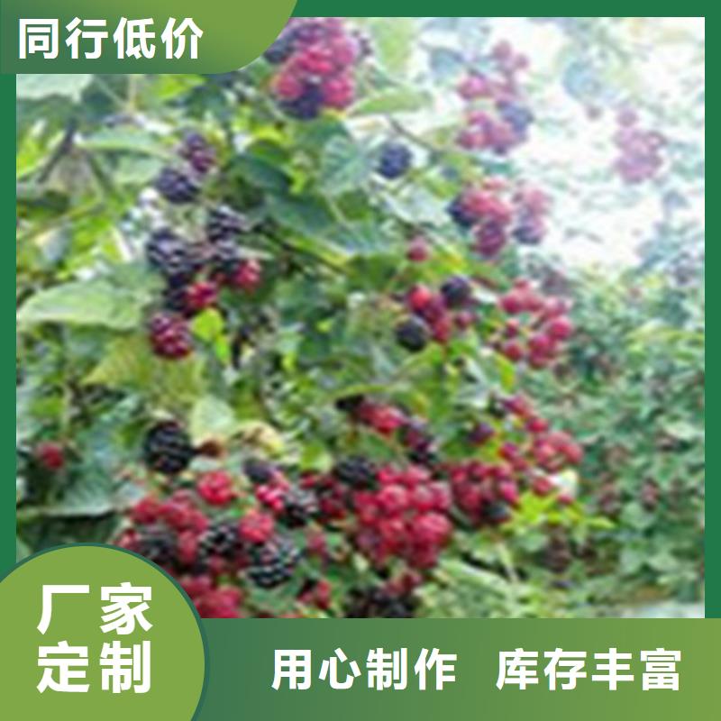 双季黑树莓苗育苗基地
