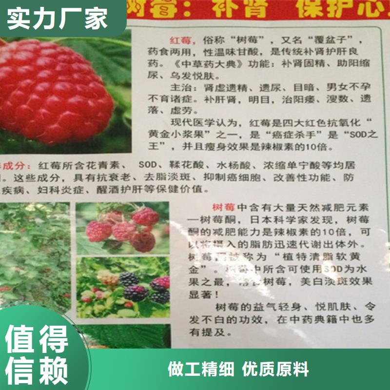 双季红树莓苗大棚种植/轩园园艺场
