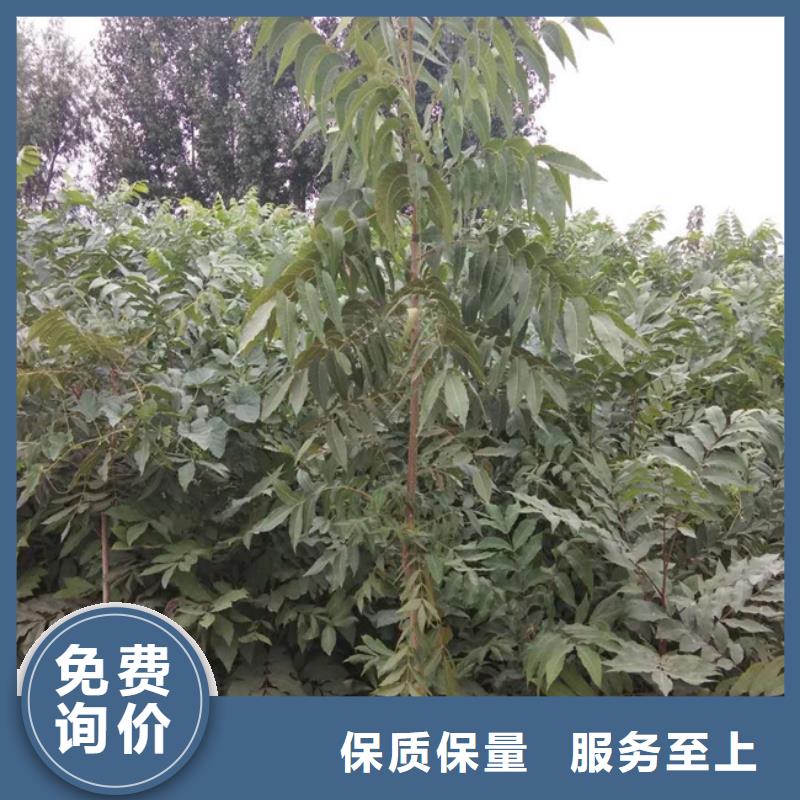 碧根果苗什么时间移栽最好安徽该地