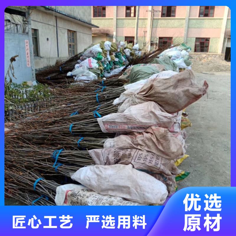 碧根果石榴树支持大批量采购