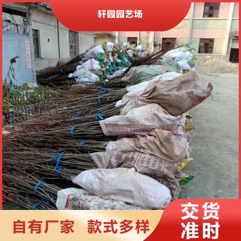 【碧根果】-石榴苗实体厂家支持定制