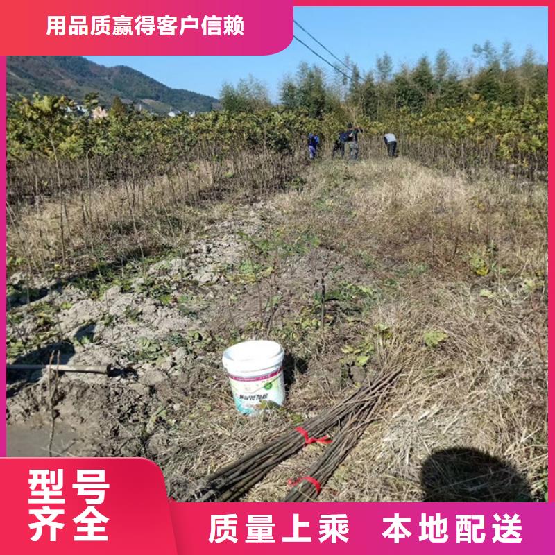 碧根果,樱桃苗厂诚信经营