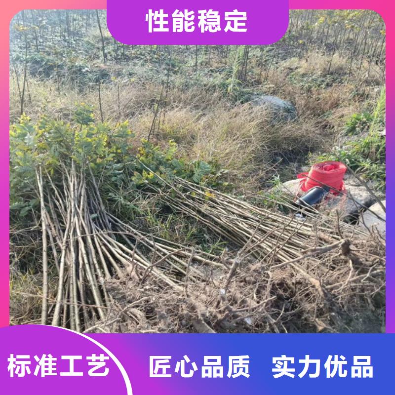 【碧根果】李树苗为您精心挑选