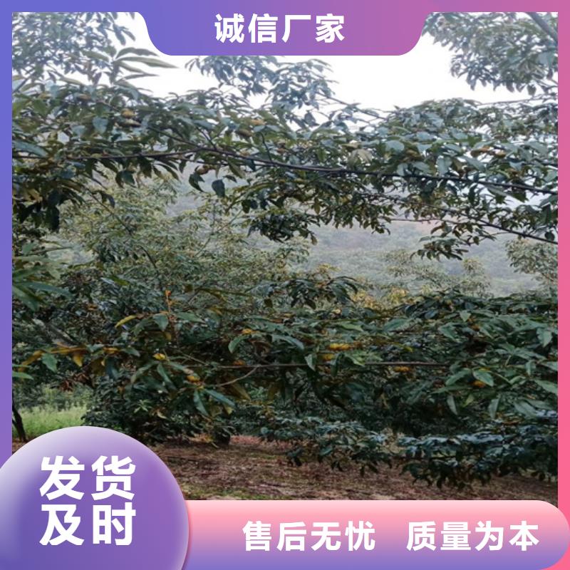 碧根果树种植管理技术