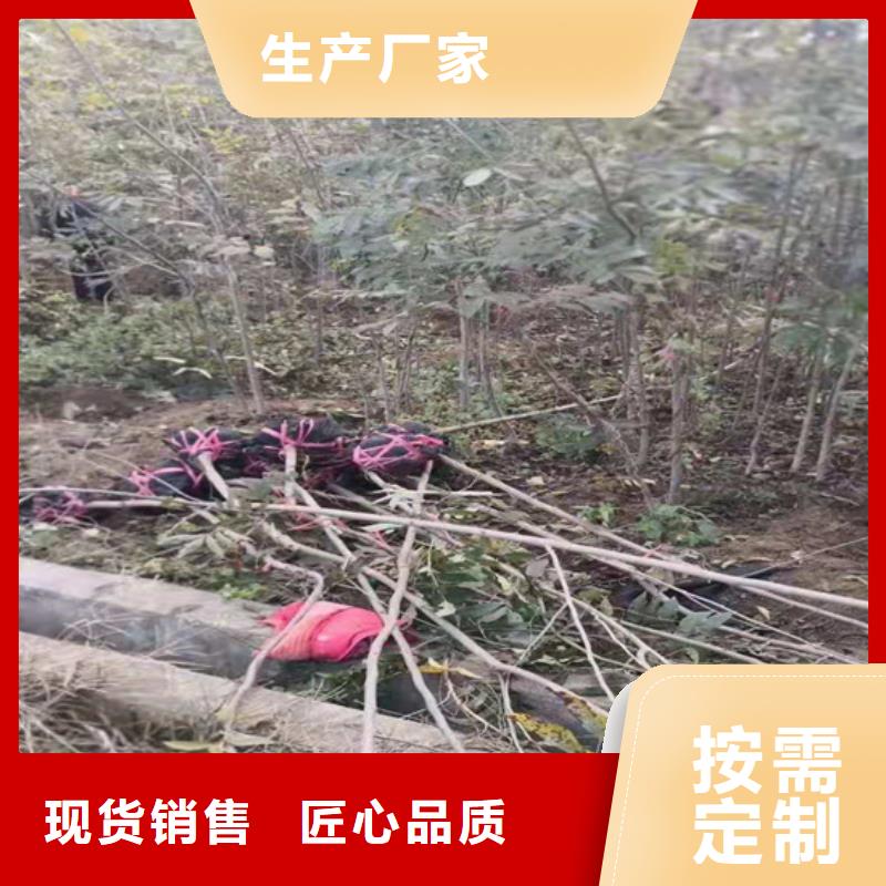 碧根果石榴树支持大批量采购