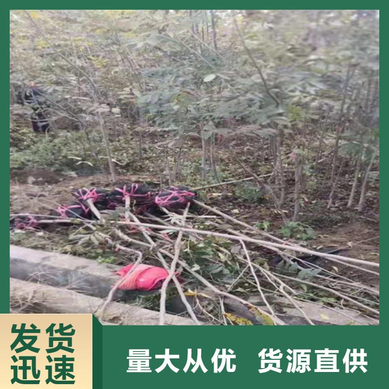 碧根果树苗一亩地栽多少棵