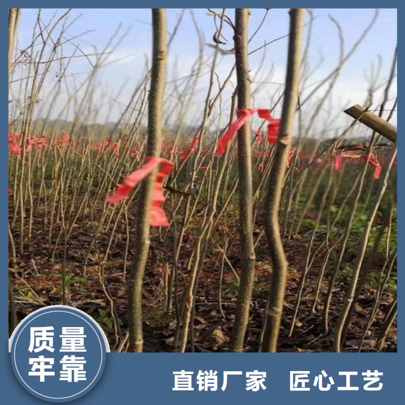 碧根果苗一亩地多少棵