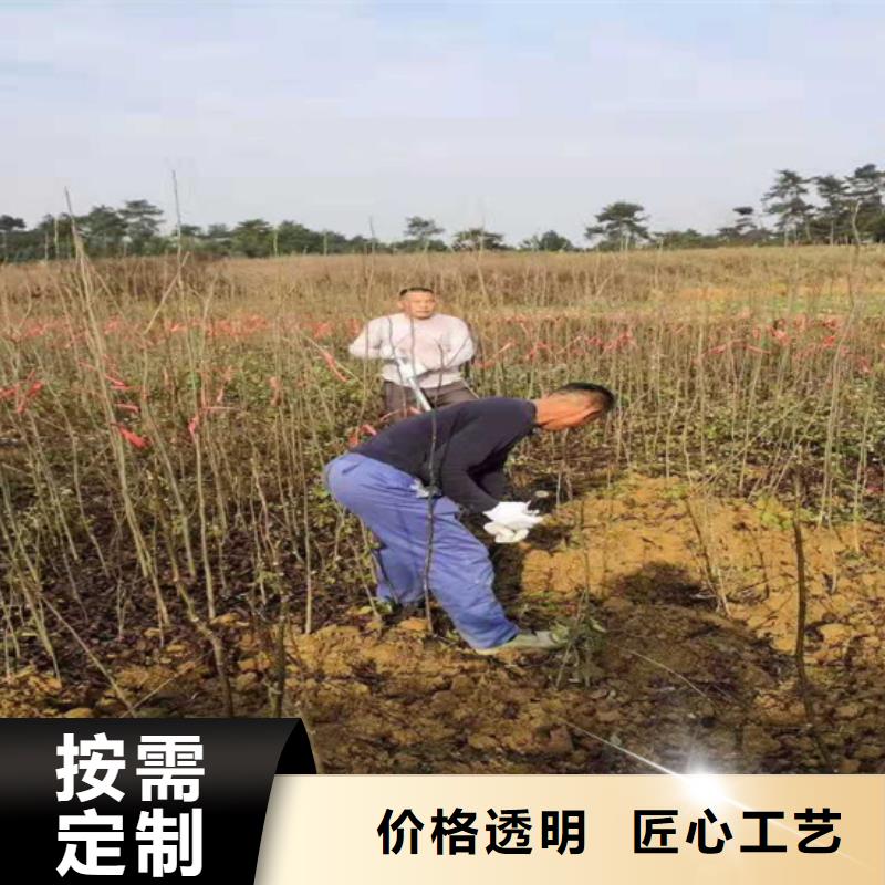 碧根果树苗种植管理技术