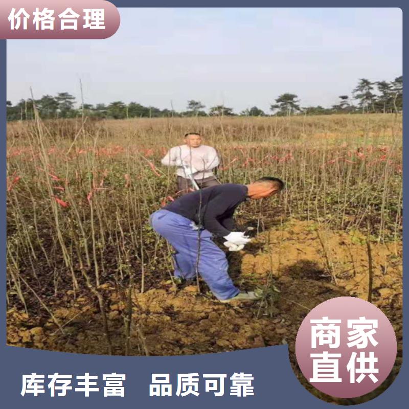 碧根果树种植管理技术