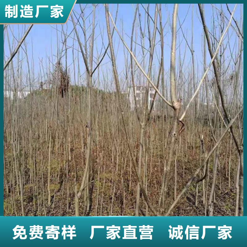 【碧根果】樱桃苗款式多样