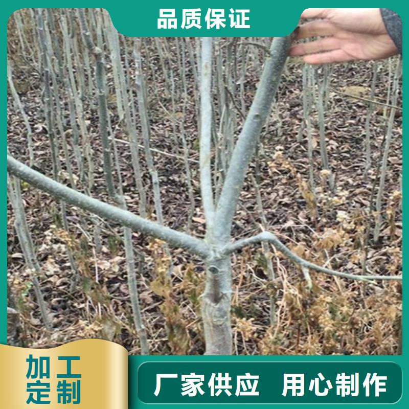 碧根果苹果苗经验丰富品质可靠