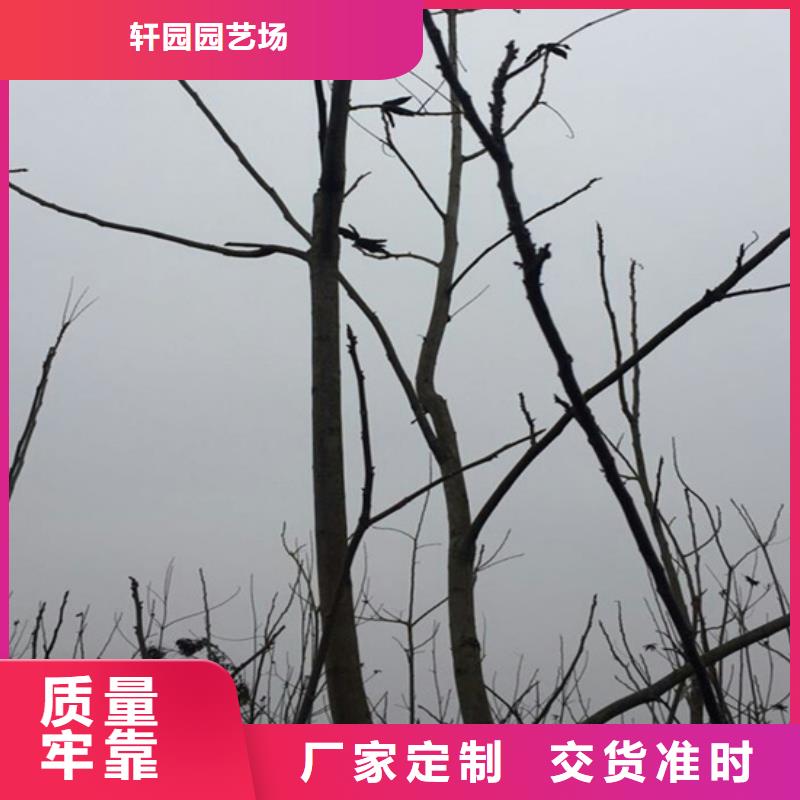 碧根果-3公分石榴苗厂家直销