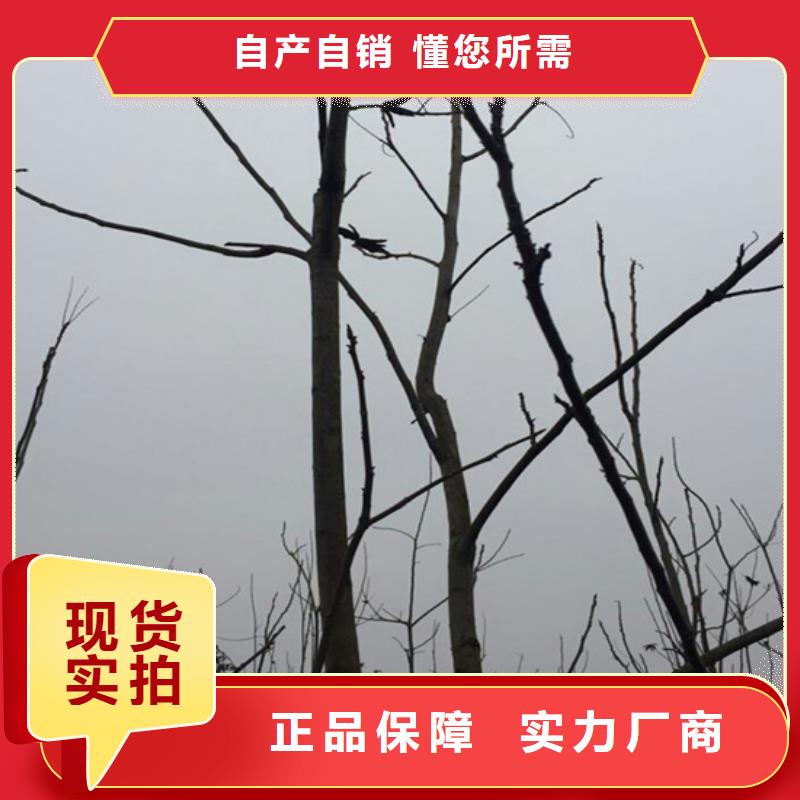 碧根果,无花果苗现货交易