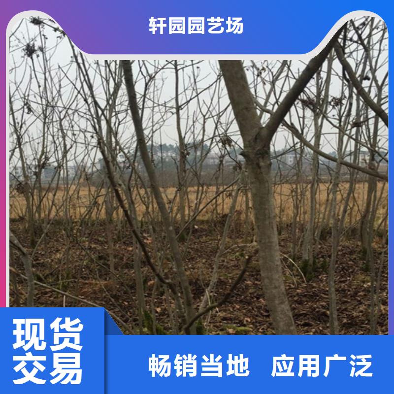 碧根果石榴树支持大批量采购