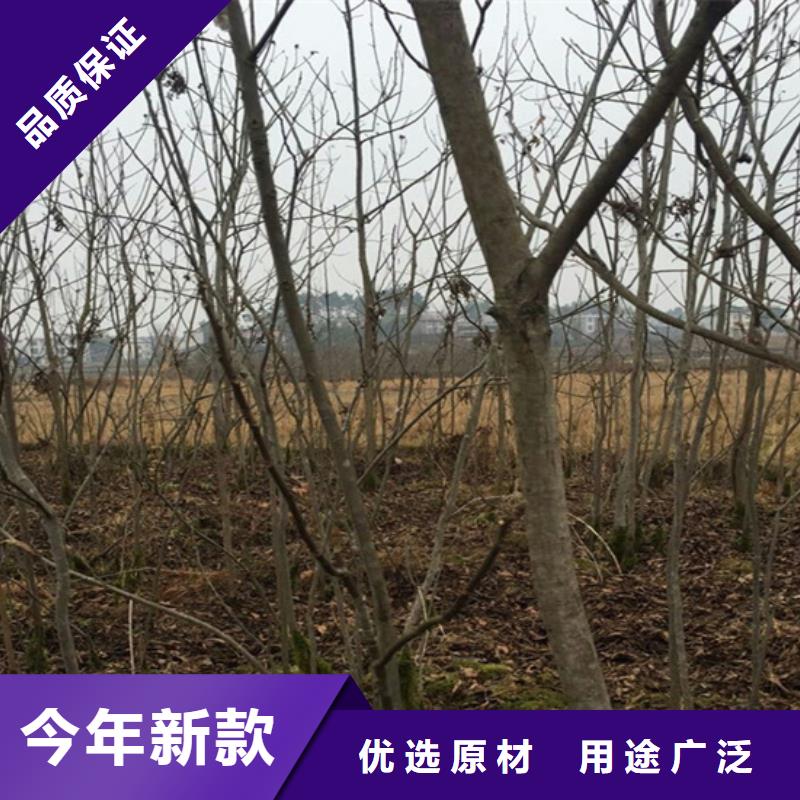 碧根果苹果苗海量现货直销