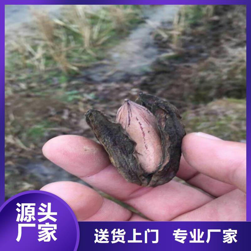 碧根果苗质优价廉