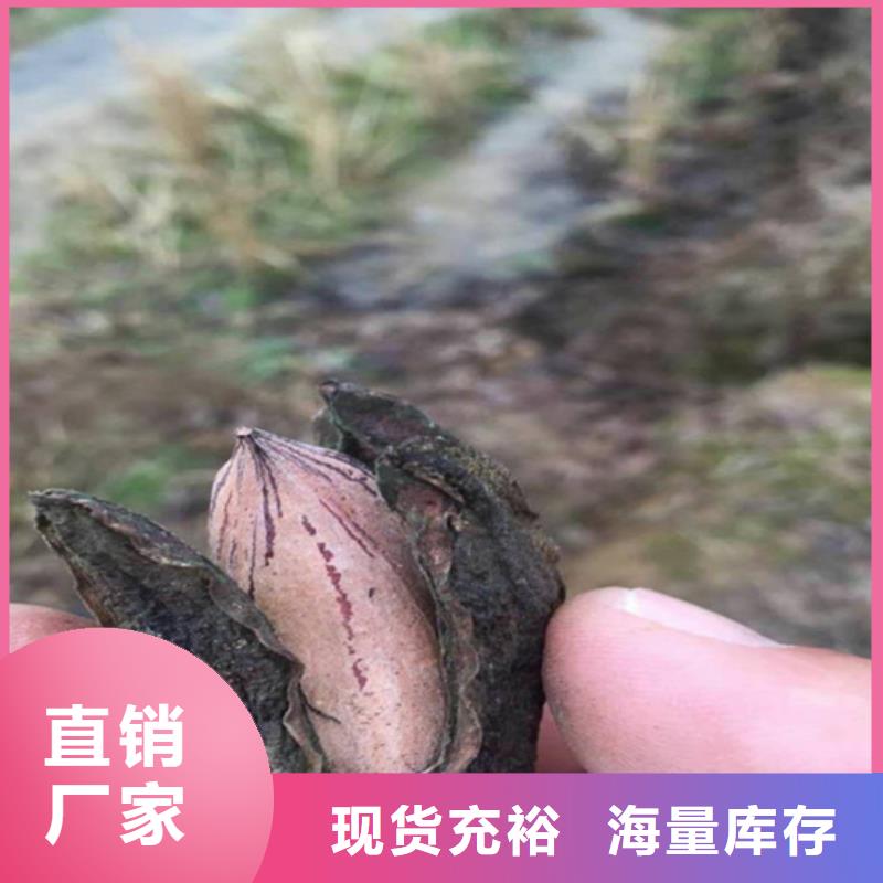 碧根果石榴树支持大批量采购