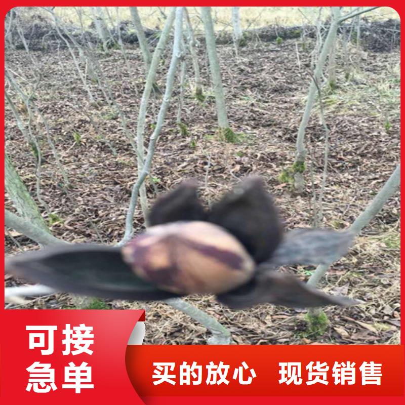 碧根果樱桃苗让客户买的放心